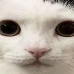 Meet your Posher, Shanel